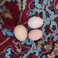 تخم مرغ نطفه دار برهما رومانی اصیل|حیوانات مزرعه|کرمانشاه, |دیوار