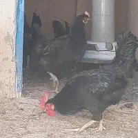 مرغ و خروس جوان وزرنگ