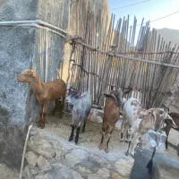 بز کهره با بز کهری|حیوانات مزرعه|بندرعباس, |دیوار