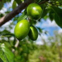فروش زمین باغ