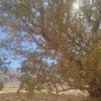 فروش تراکتور