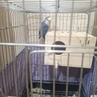 طوطی برزیلی مولد همراه با چندتا تخم