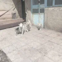 سگ پا کوتاه.