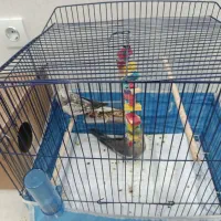 یک جفت عروس هلندی خوشگل