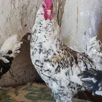 خروس محلی