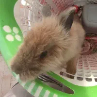 خرگوش لپ|موش و خرگوش|ملارد, |دیوار