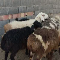 بره و بزغاله نرسبک|حیوانات مزرعه|قائن, |دیوار