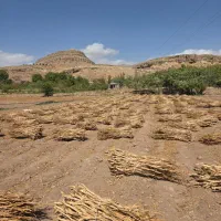 زغال  تن با.   کو بقمچ|عمده‌فروشی|مشهد, نوده|دیوار