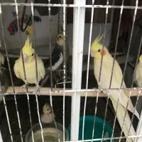 عروس هلندی