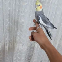 عروسهلندی.فولراموسخنگو|پرنده|قزوین, |دیوار