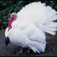 بوقلمون نر جوان کاملا ارگانیک و طبیعی