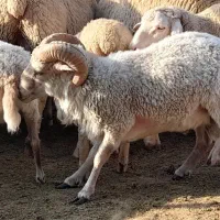 گوسفند مینیاتوری و کلکسیونی