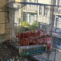 قفس بزرگ و کوچک|لوازم جانبی حیوانات|بروجرد, |دیوار