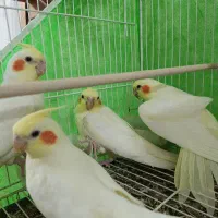 طوطی عروس هلندی