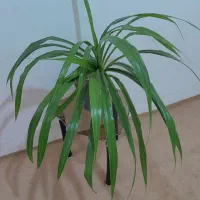 گل۸|گل و گیاه طبیعی|فسا, |دیوار