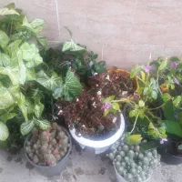 گل فروشی|گل و گیاه طبیعی|صومعه‌سرا, |دیوار