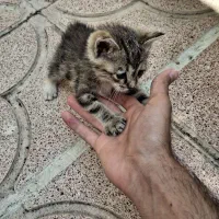 سرپرستی بچه گربه