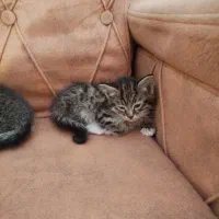 گربه واگذاری|گربه|مشگین شهر, |دیوار