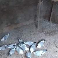 کبوتر بلژیکی 14 عدد