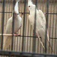 عروس هلندی|پرنده|قشم, |دیوار