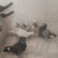 کبوترتهرانی|پرنده|برخوار, |دیوار