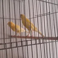 قناری نروماده دونسته