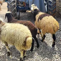 شیشک جهت قربانی و گوسفند زنده