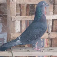 کفتر‌پرش|پرنده|گلستان (تهران), |دیوار