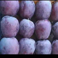 سنجد کبوده پسته پیوندی گردو صنوبر
