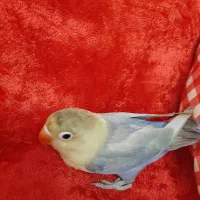 طوطی برزیلی خوشگل|پرنده|تهران, امانیه|دیوار