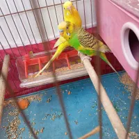 مرغ عشق جفت|پرنده|شیراز, کوزه گری|دیوار