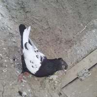 کفتر رنگی|پرنده|شیروان (خراسان), |دیوار