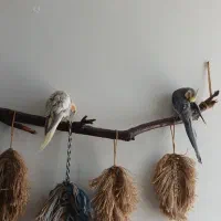 معاوضه عروس هلندی با جفت دمبل