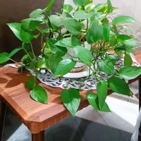 زامفولیاو... با قیمت عالی|گل و گیاه طبیعی|بیرجند, |دیوار