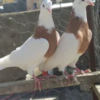 دوتا طوقی زرد پرتقالی خال سیاه