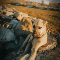 سگ سرابی