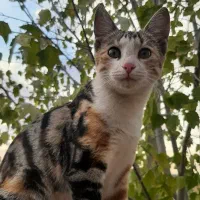 گربه گمشده منطقه شهید صالحی  کدخدایی