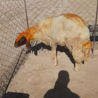 قوچ. ورن. گوسفند سنجابی