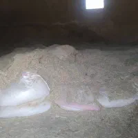 علوفه دامی (یونجه)