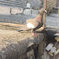 سرک تافته ای|پرنده|مرودشت, شهرک مهدیه|دیوار