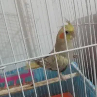 عروس هلندی نر