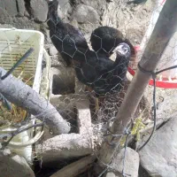 جوجه فریح|حیوانات مزرعه|مشگین شهر, |دیوار