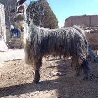 دوبر، پازن، پیشرو|حیوانات مزرعه|دهاقان, |دیوار