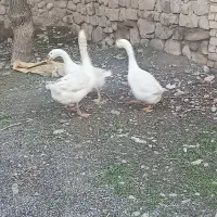 قو غاز لیندا غب غب دار دونافه