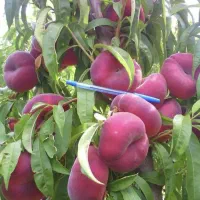 انواع نهال میوه پیوندی چند ساله و آماده باردهی