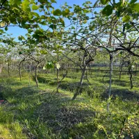 فروش باغ کیوی در شهرحویق|فروش زمین و ملک کلنگی|حویق, |دیوار