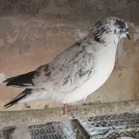 ماده قاره یکساله مست و سلامت واکسینه و پاکسازی شده