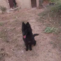 سگ ژرمن بلک ماده|سگ|بهشهر, |دیوار