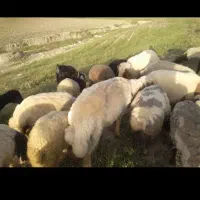 میش و بره سنجابی