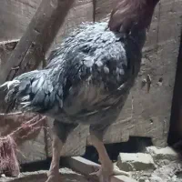 مرغ لاری افغان اصیل